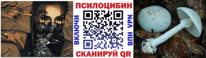 Псилоцибиновые грибы Psilocybe  где купить   Новая Ладога 